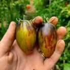 Tomate Brad's Atomic Grape cultivado en Huerto Tante Puppe