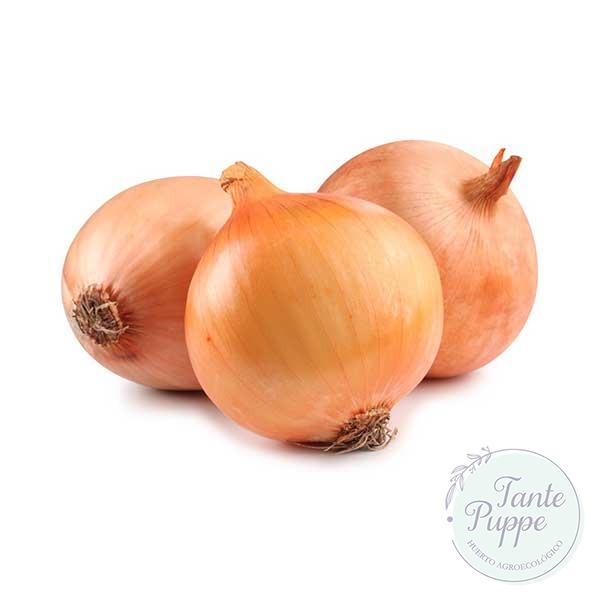 Semillas de Cebolla Rápida Valenciana