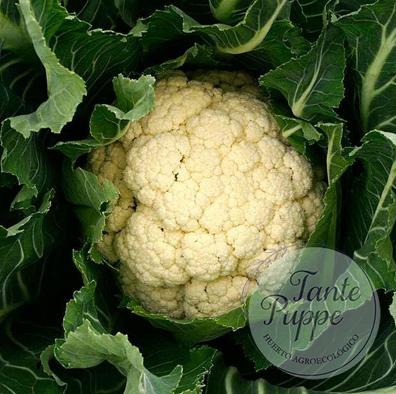 Coliflor blanco Bola de nieve