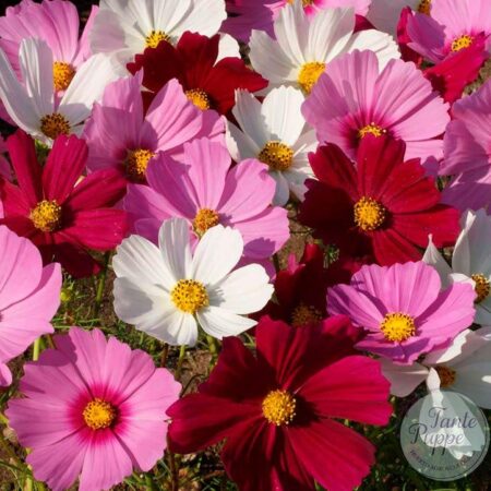 Cosmos Sensation mix