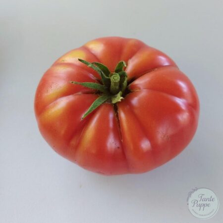 Tomate Costoluto Fiorentino