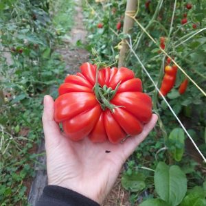 Tomate Costoluto Genovés