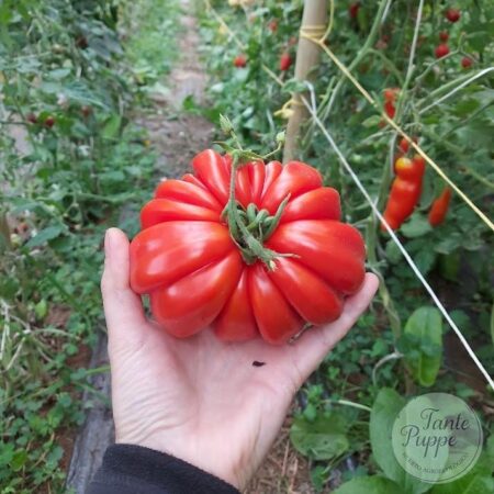 Tomate Costoluto Genovés