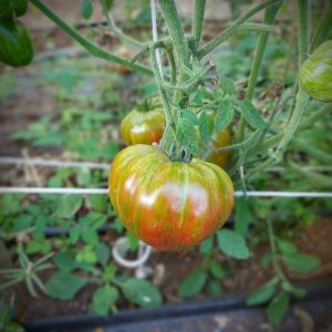 Tomate Doble luz