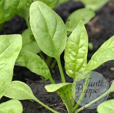 Espinaca verde