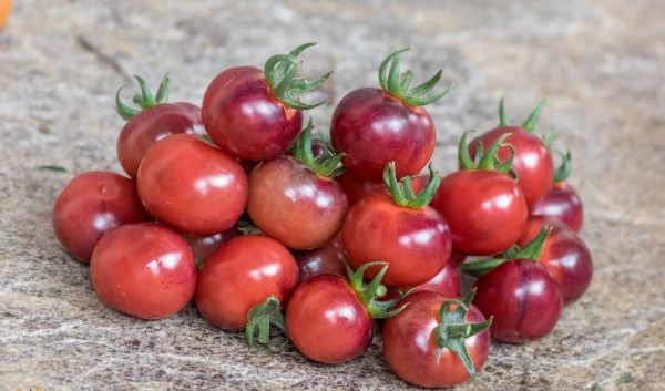 Tomate Glossy Rose Blue