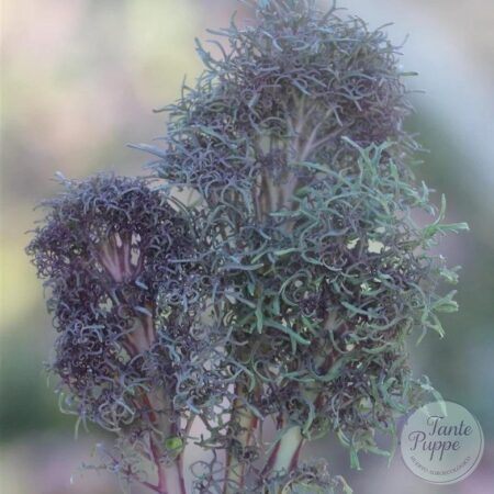 Semillas de Kale Feathered Frills Huerto Tante Puppe
