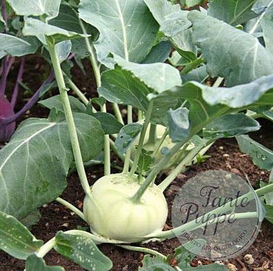 Kohlrabi verde
