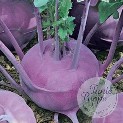 Kohlrabi morado