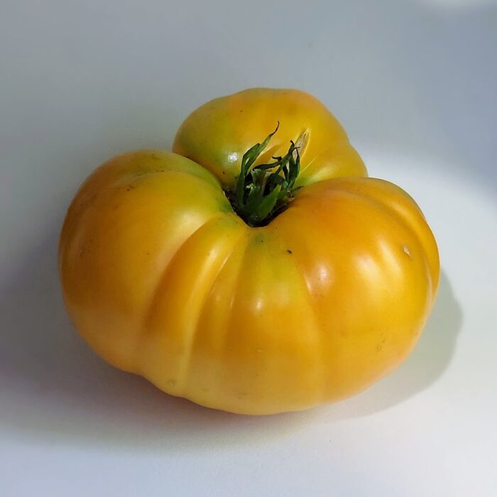 Tomate limachino amarilo