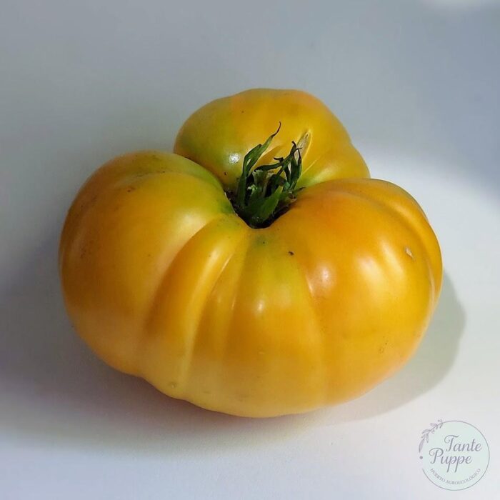 Tomate limachino amarilo Tomate limachino amarilo
