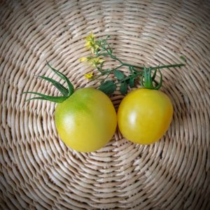 Tomate Means  White