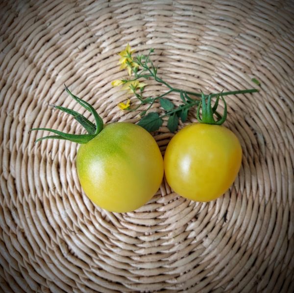 Tomate Means  White