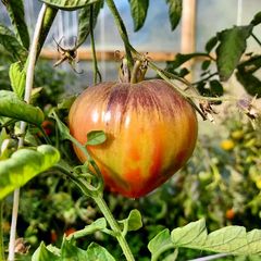 Tomate Pimentón Cubano