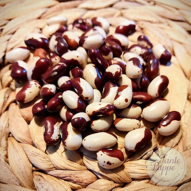 porotoseñorita porotoseñorita