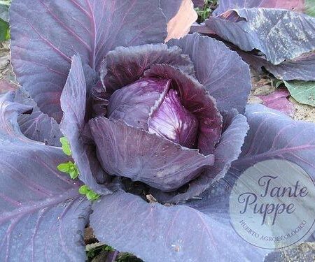 Repollo morado