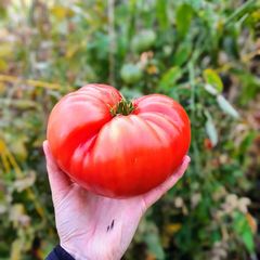 Tomate Rosado antiguo