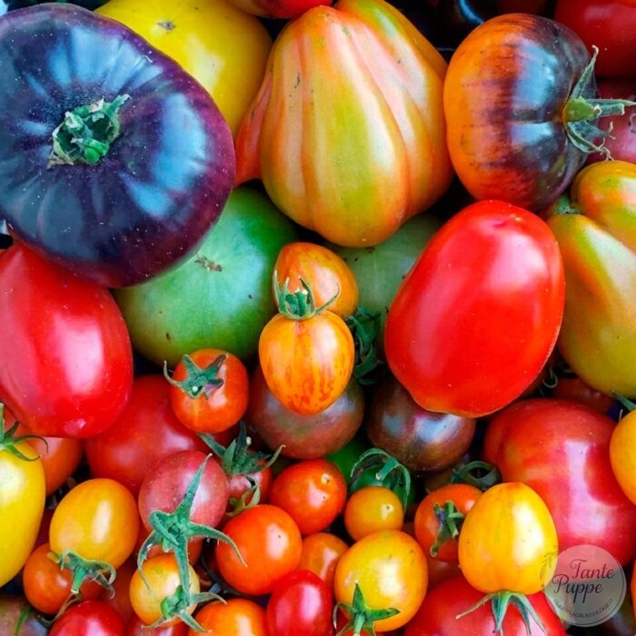 Semillas de Tomate Orgánico Mix Surtido de semillas de tomate orgánico de diferentes tamaños y colores.