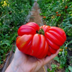 Tomate Sharpei Rot