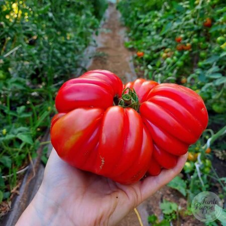 Tomate Sharpei Rot