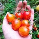 tomate Sunrise bumblebee