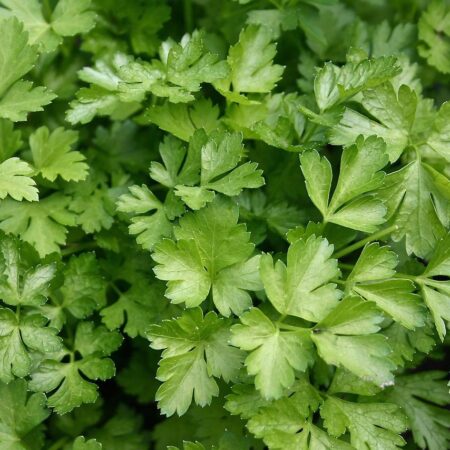 Perejil liso (italiano)