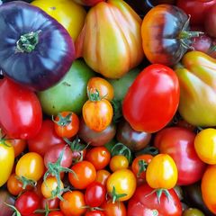 Mix de tomates