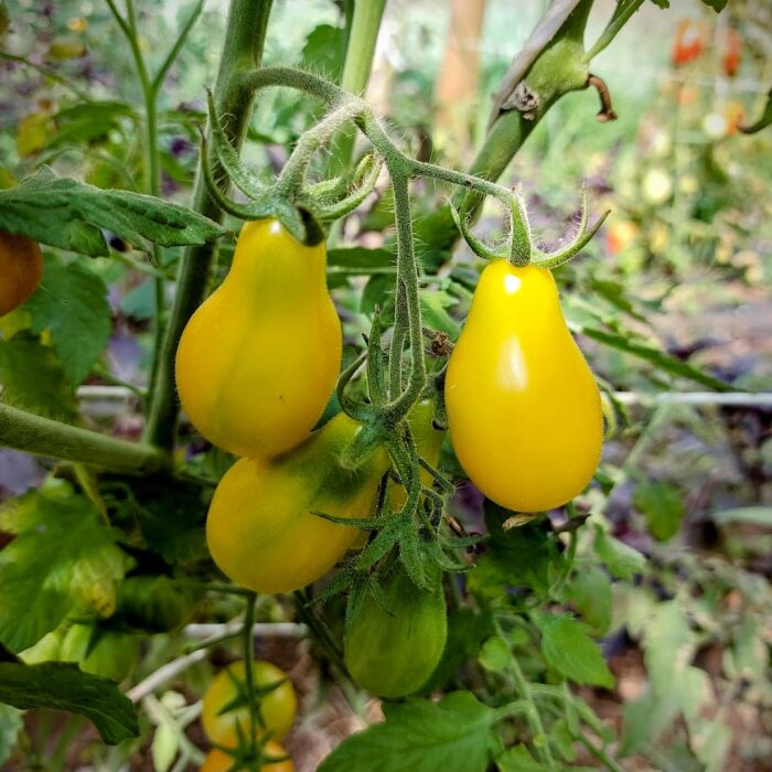 tomate trompeta amarillo