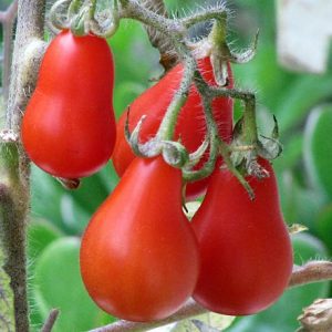 Tomate Trompeta rojo