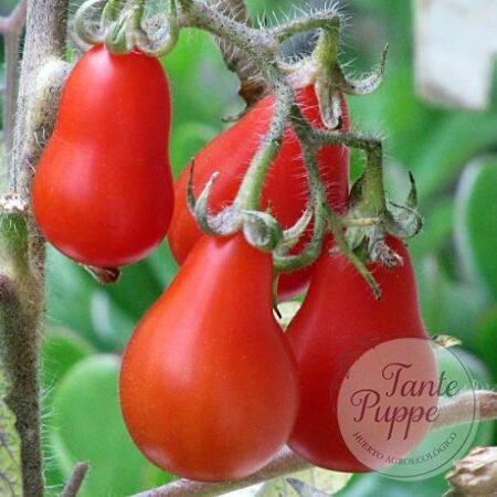 Tomate Trompeta rojo