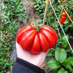 Tomate Zapoteca