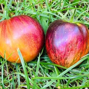 Tomate Acero damasco