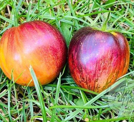 Frutos de Tomate Acero Damasco cultivados en Huerto Tante Puppe