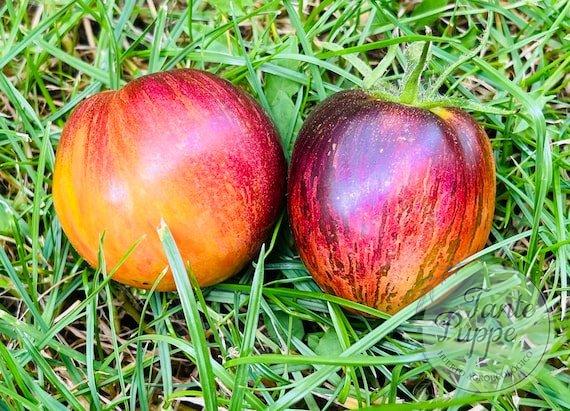 semillas-tomate-acero-damasco Frutos de Tomate Acero Damasco cultivados en Huerto Tante Puppe