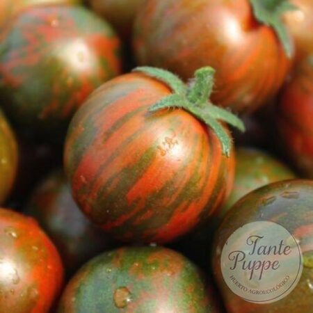 Tomate Cherry Black Zebra