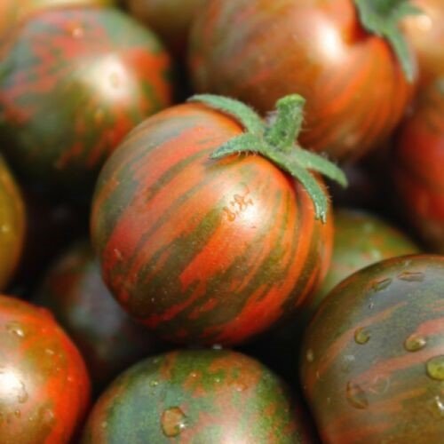 Tomate Cherry Black Zebra
