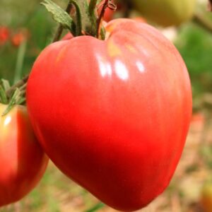 Tomate Corazón de águila