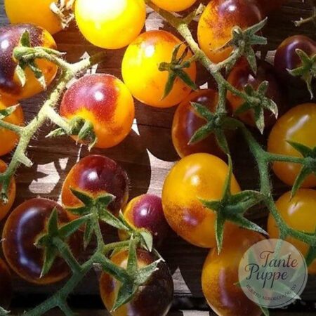 Tomate Indigo Gold Berries