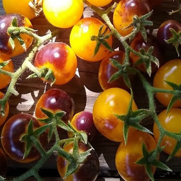 Tomate Indigo Gold Berries