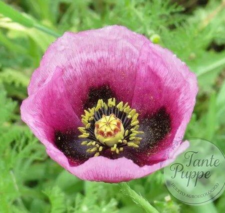 Amapola de Troya