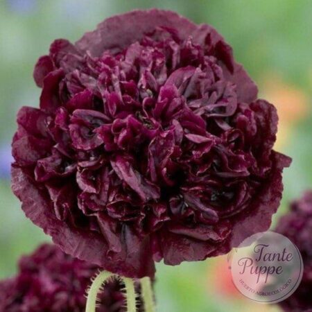 Amapola Burdeo peonía
