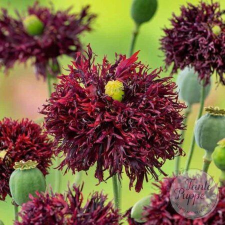 Amapola Black Swan