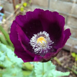 Amapola Burdeo