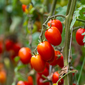 Tomate Pear Drops Red