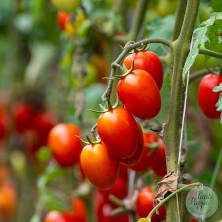 Tomate Pear Drops Red