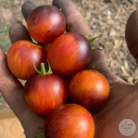 Tomate Sunset