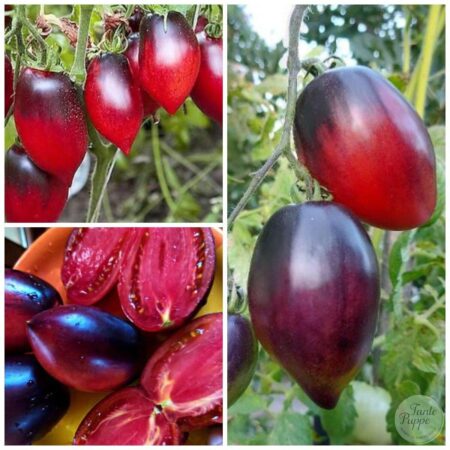 Tomate Pascal di Picardie