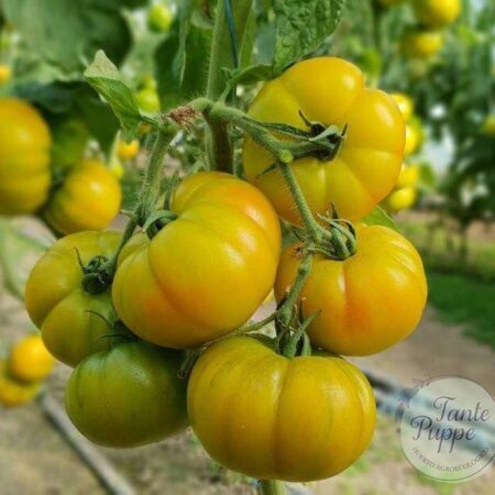 Tomate Yellow Ruffled