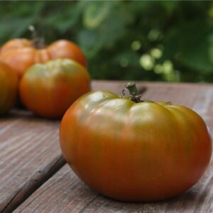 Tomate Thorburn Terra-cota