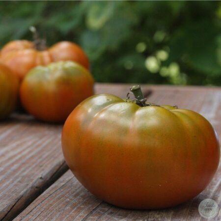 Tomate Thorburn Terra-cota